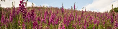 foxgloves