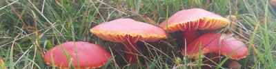 fungi