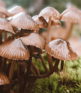 Fungus Walk Clyne Valley