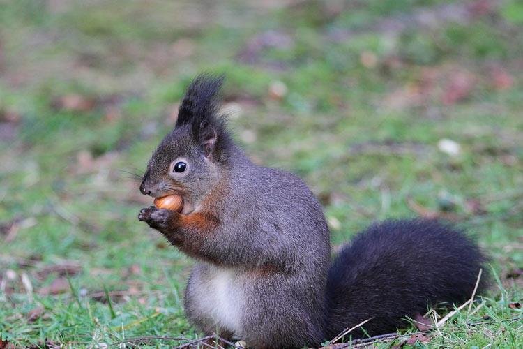 grey squirrel - Alun Williams