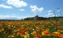 meadow