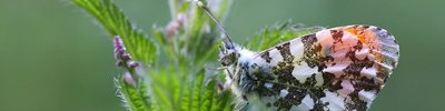 orange tip