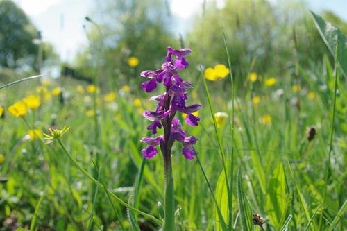 orchid Image by Jon Brentall