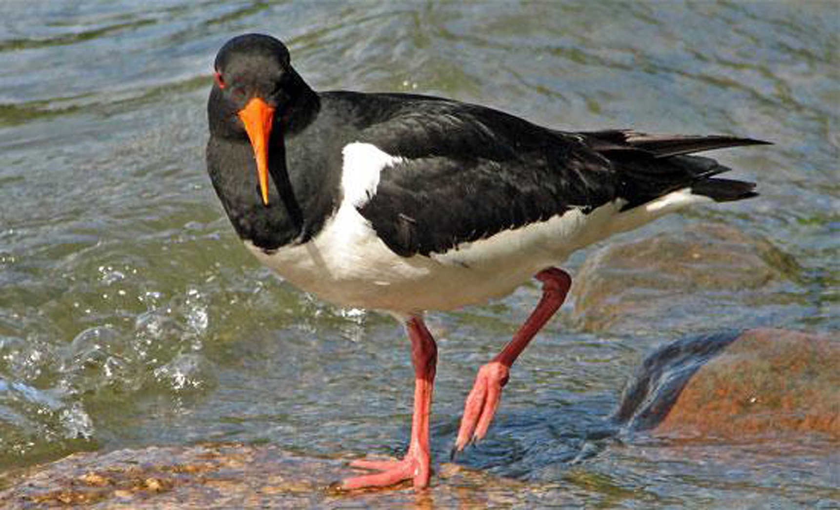 oystercatcher