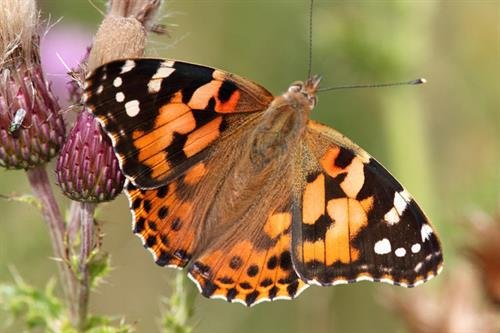 painted lady