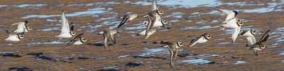 ringed plovers