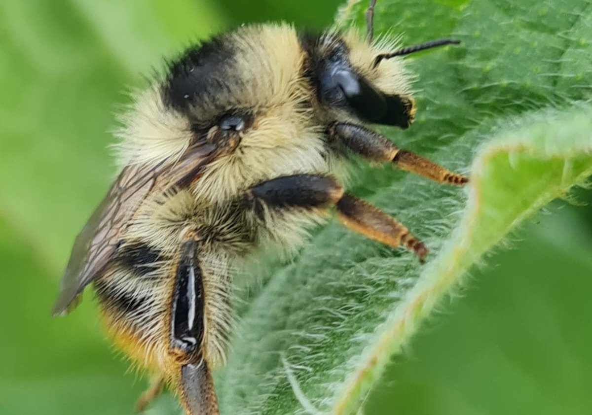 Scrill Insect Shrill Carder Bee - Natur am Byth