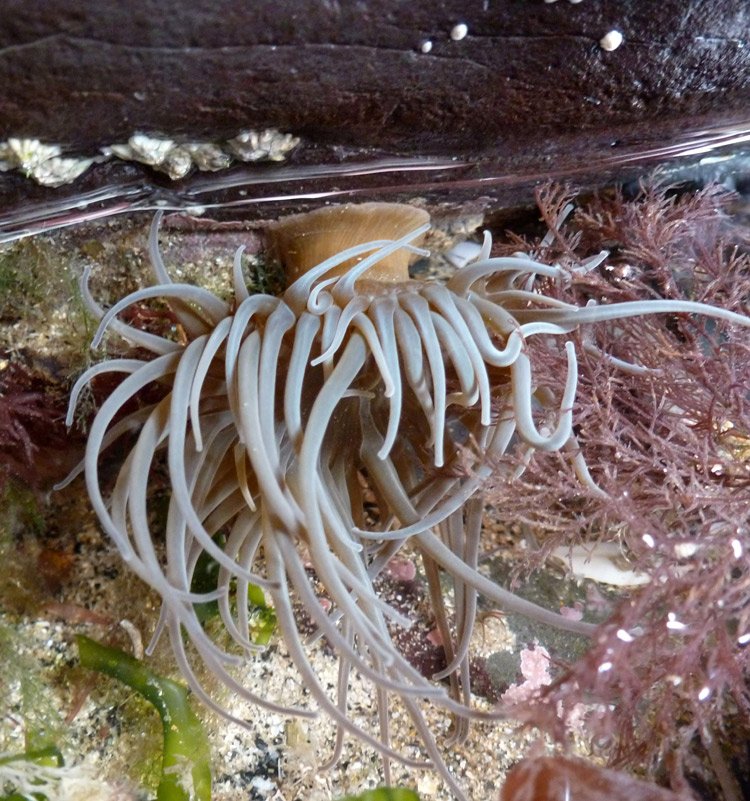 snakelocks-rockpool012