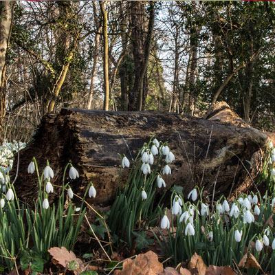 snowdrops