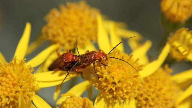 soldier beetles