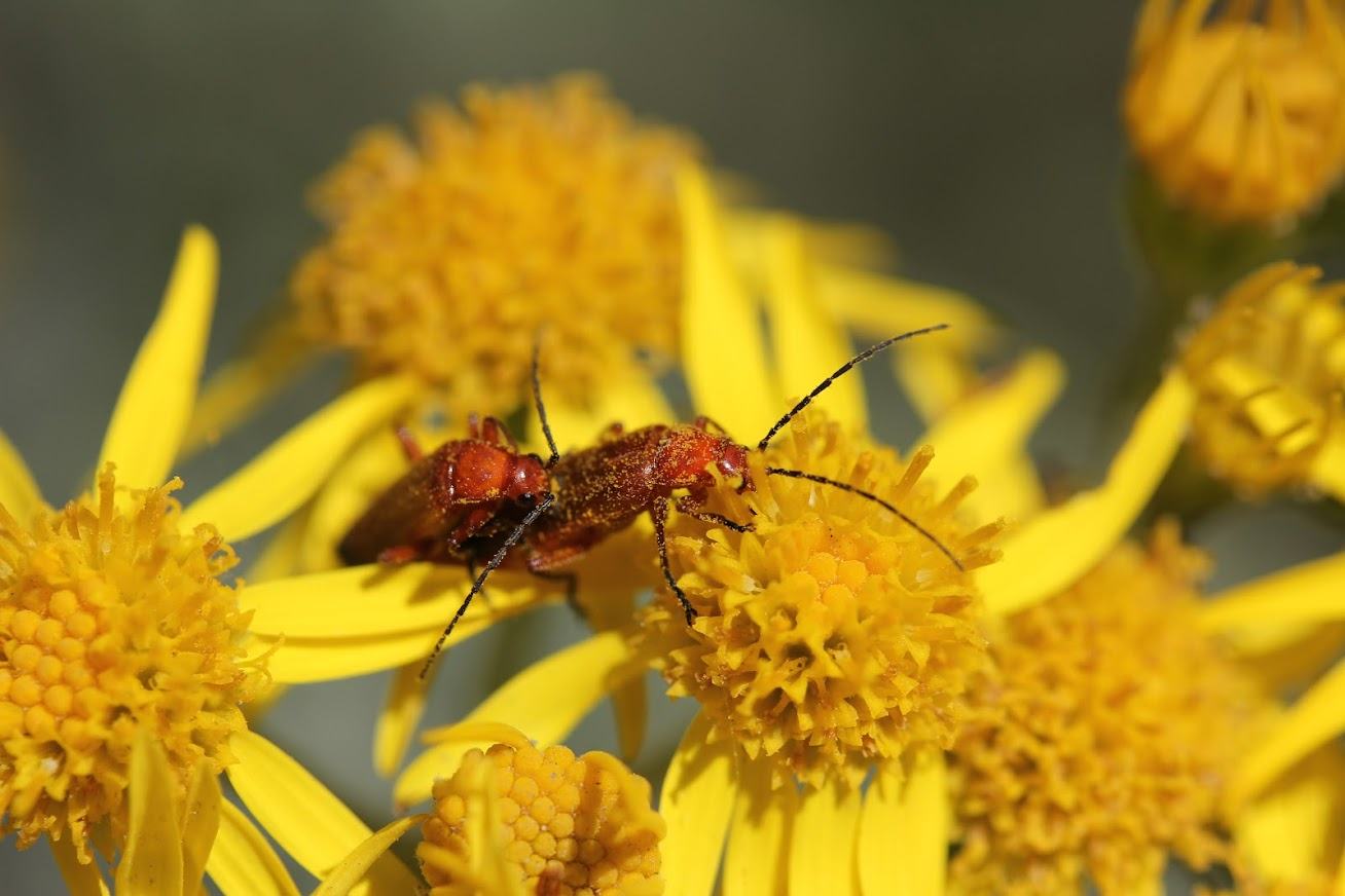 soldier beetles