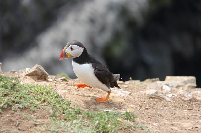 strutting puffin 2