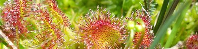 sundew