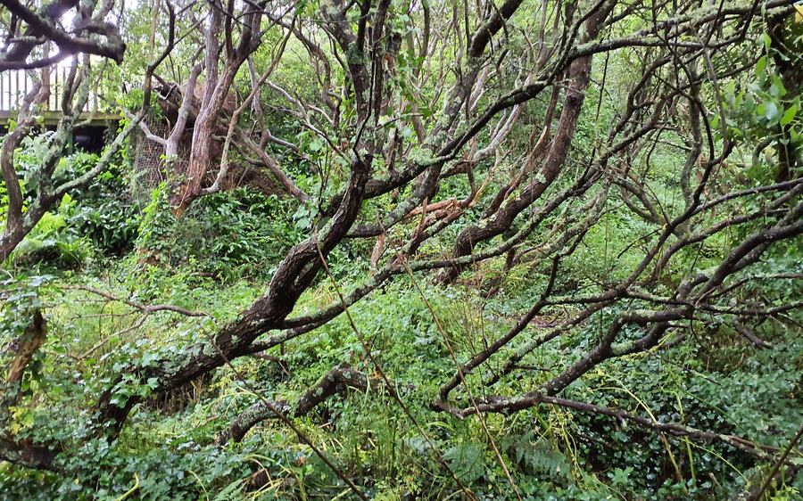 Pwll Slaes - Slash Pond