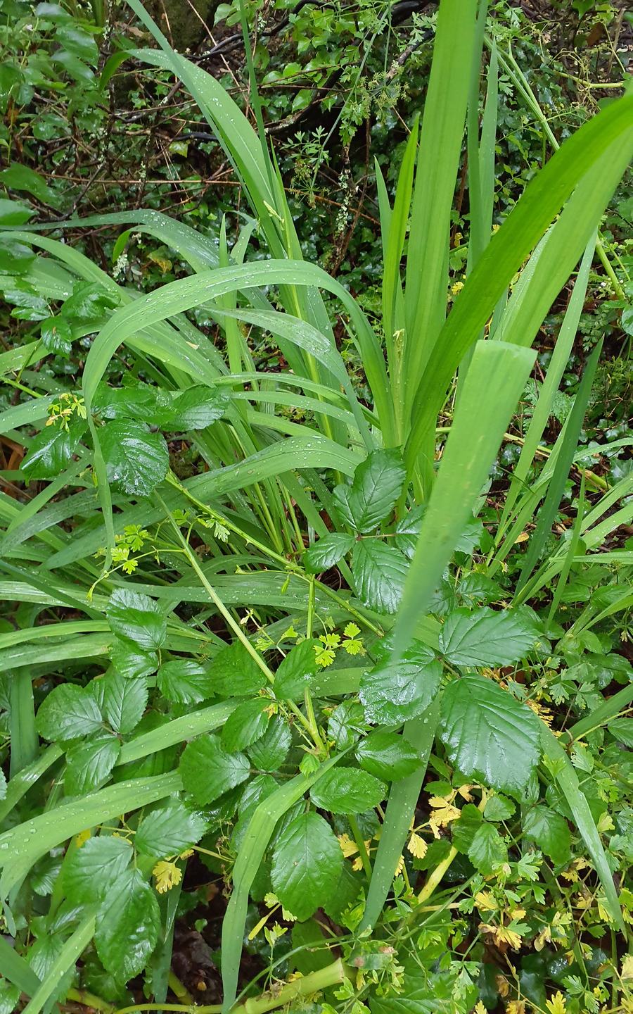 Pwll Slaes - Slash Pond