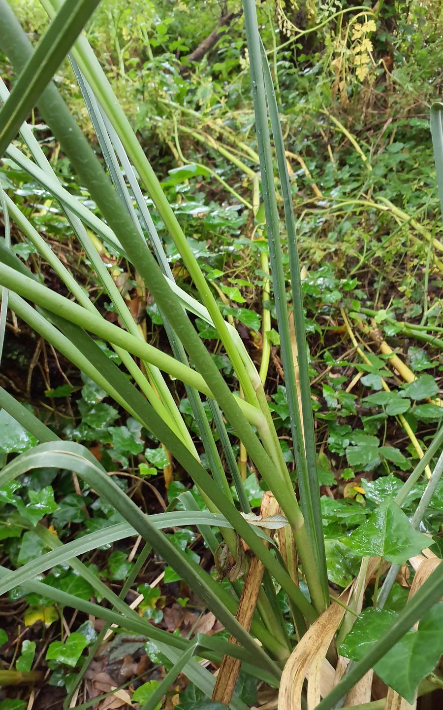 Pwll Slaes - Slash Pond