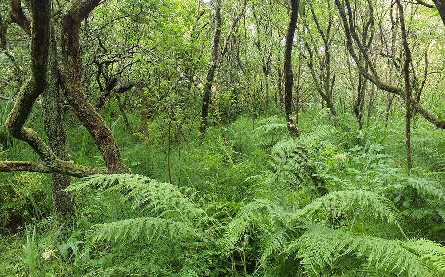 Pwll Slaes - Slash Pond