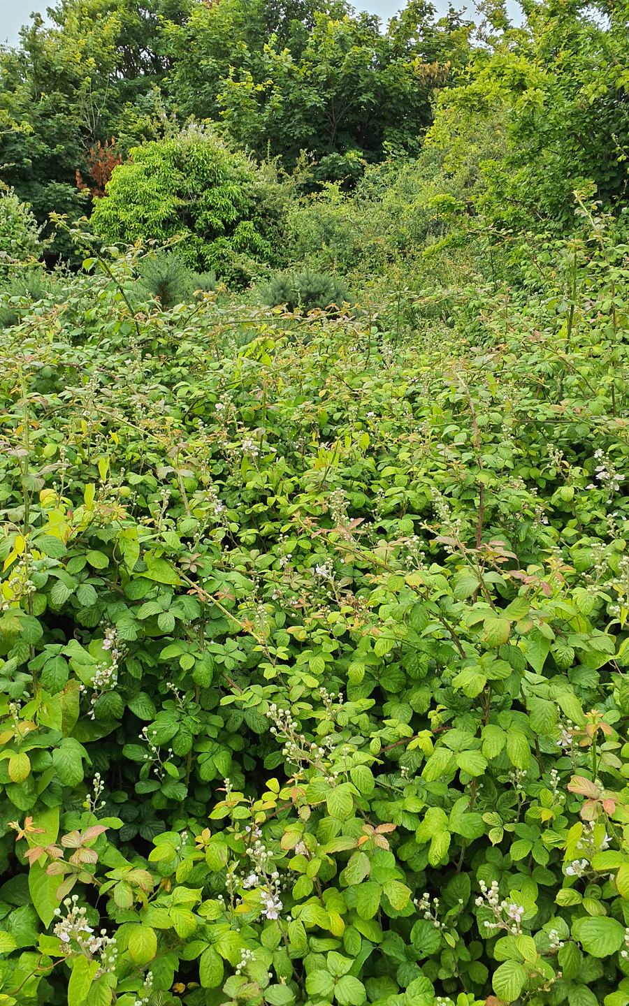 Pwll Slaes - Slash Pond