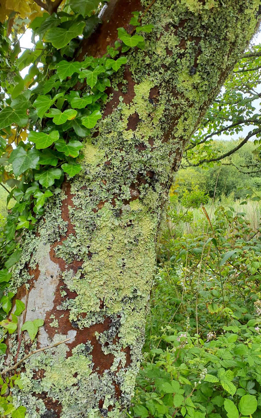 Pwll Slaes - Slash Pond