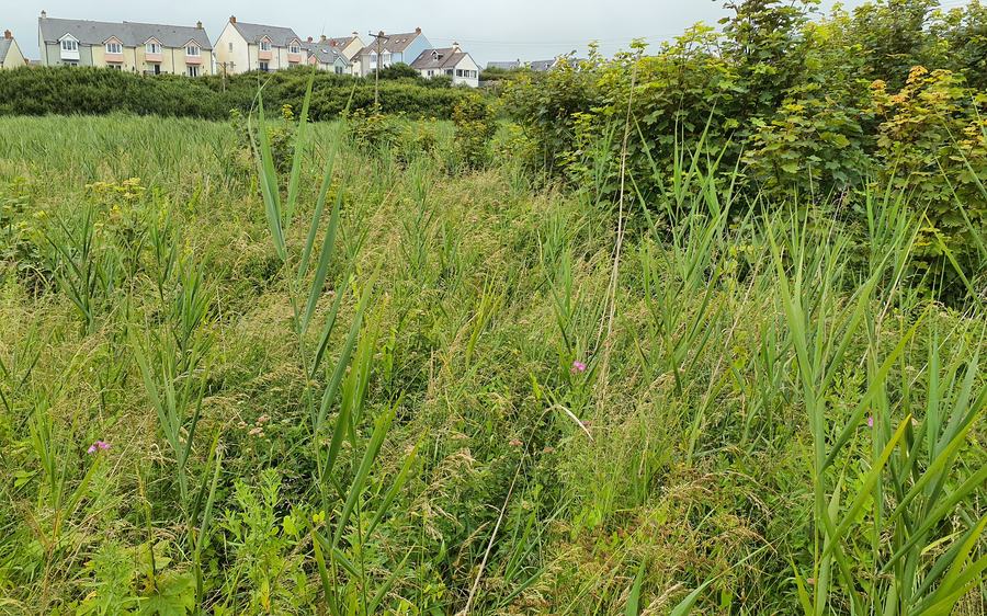 Pwll Slaes - Slash Pond