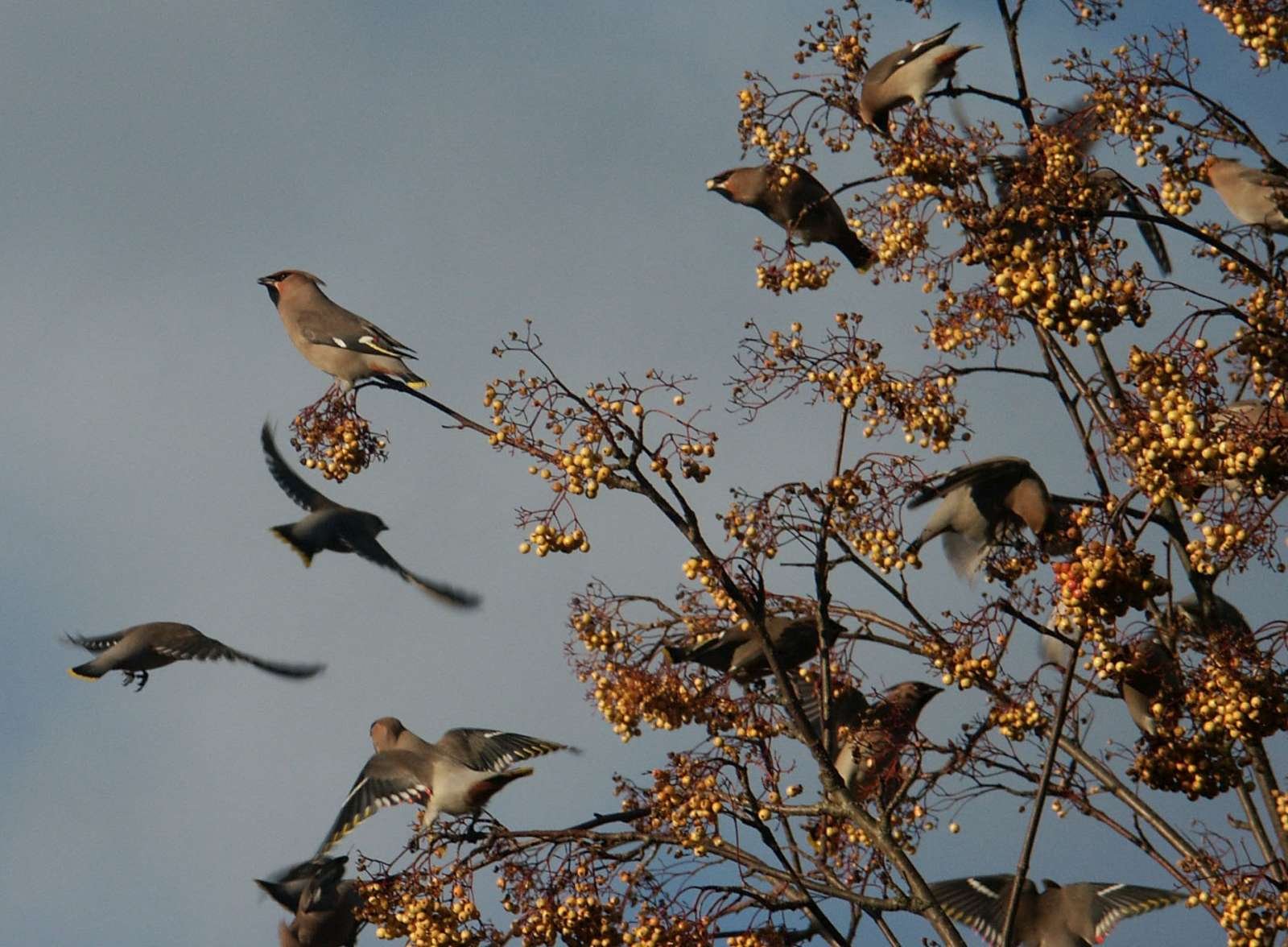 waxwings